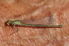 Erythromma viridulum