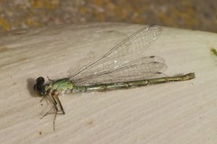 Erythromma viridulum