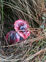 Russula mexicana