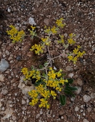 Eriogonum correllii