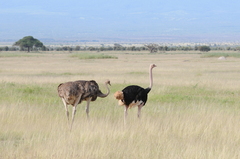 Struthio camelus massaicus