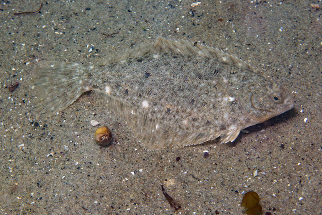 Winter flounder (Pseudopleuronectes americanus) — Pleuronectidae