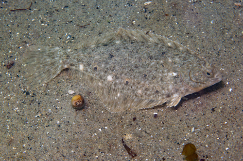 Winter Flounder