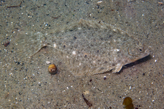 Winter Flounder photo 2