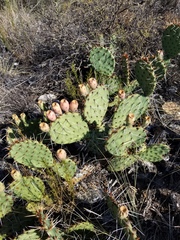 Opuntia tortispina