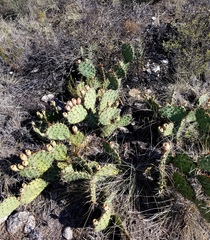 Opuntia tortispina