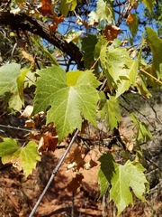 Vitis acerifolia