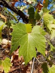 Vitis acerifolia