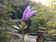 Centaurea phrygia abbreviata