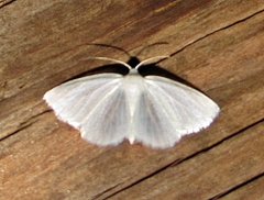 Lomographa vestaliata