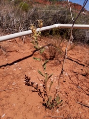 Mentzelia reverchonii