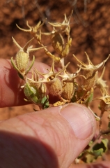 Mentzelia reverchonii