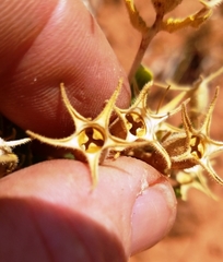 Mentzelia reverchonii