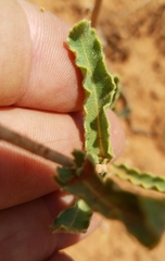 Mentzelia reverchonii