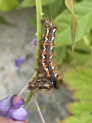 Acronicta rumicis