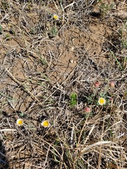 Erigeron tracyi