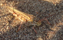Trimerotropis agrestis