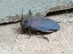 Oxyhaloa deusta