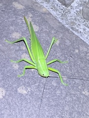 Pseudorhynchus gigas