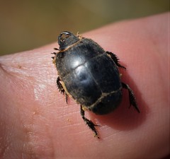 Margarinotus striola