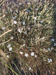 Dianthus ramosissimus