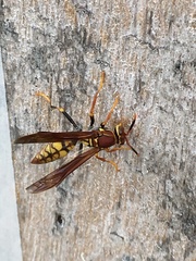 Polistes myersi