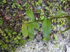 Centaurea phrygia abbreviata