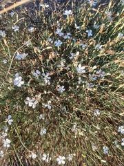 Dianthus ramosissimus