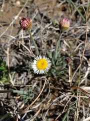 Erigeron tracyi