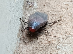 Oxyhaloa deusta