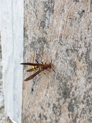 Polistes myersi
