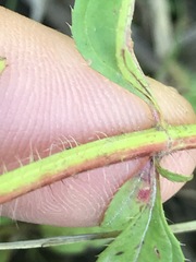 Rhexia mariana mariana