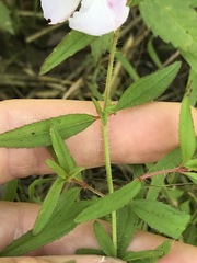 Rhexia mariana mariana