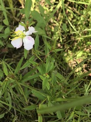 Rhexia mariana mariana