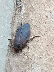 Oxyhaloa deusta