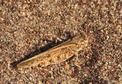 Trimerotropis agrestis