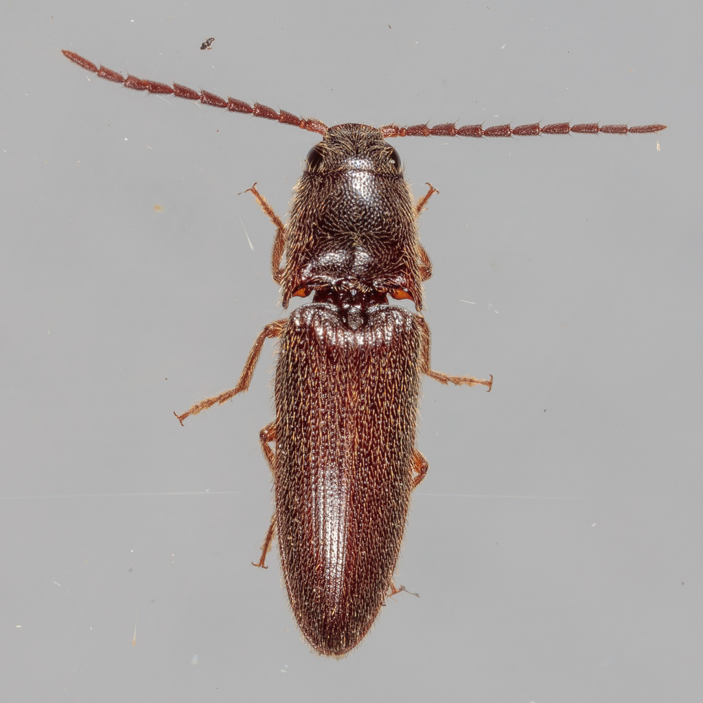 Dipropus simplex