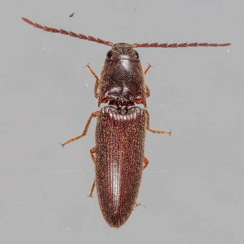 Dipropus simplex · iNaturalist Mexico