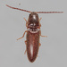 Dipropus simplex - Photo (c) Victor Engel, some rights reserved (CC BY), uploaded by Victor Engel