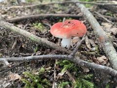 Russula