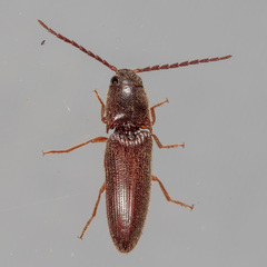 Dipropus simplex