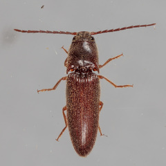 Dipropus simplex
