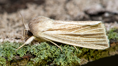 Acronicta insularis