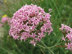 Centranthus angustifolius