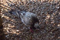 Columba livia domestica