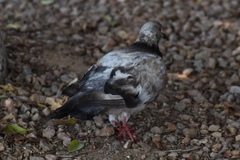 Columba livia domestica