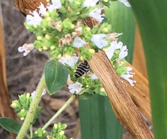 Megachilini