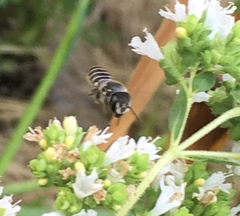 Megachilini