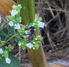 Megachilini
