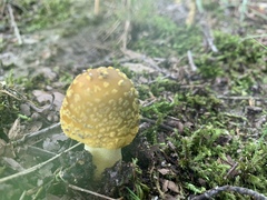Amanita flavorubens